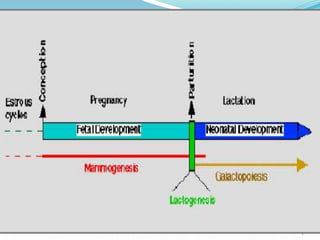 Physiology of lactation | PPTX