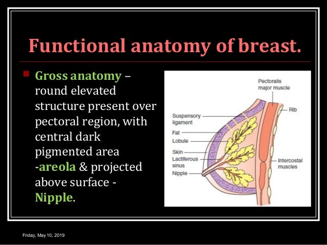 PHYSIOLOGY OF LACTATION