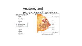 Basics Of Physiology Of Lactation And pptx basics-of-physiology-of-lactation-and-pptx