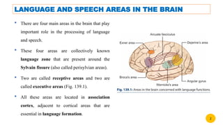 Comprehensive Overview of Brain Physiology in Language and Speech ...