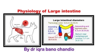 Physiology of Large intestine
By dr iqra bano chandio
 
