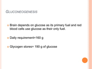GLUCONEOGENESIS
 Brain depends on glucose as its primary fuel and red
blood cells use glucose as their only fuel.
 Daily requirement=160 g
 Glycogen stores= 190 g of glucose
 