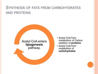 SYNTHESIS OF FATS FROM CARBOHYDRATES
AND PROTEINS
• Acetyl CoA from
metabolism of Carbon
skeleton of proteins
• Acetyl CoA from
metabolism of
carbohydrates
Acetyl CoA enters
lipogenesis
pathway.
 