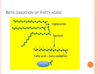 BETA OXIDATION OF FATTY ACIDS
 