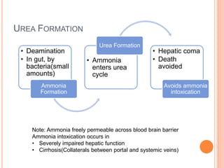 UREA FORMATION
• Deamination
• In gut, by
bacteria(small
amounts)
Ammonia
Formation
• Ammonia
enters urea
cycle
Urea Formation
• Hepatic coma
• Death
avoided
Avoids ammonia
intoxication
Note: Ammonia freely permeable across blood brain barrier
Ammonia intoxication occurs in
• Severely impaired hepatic function
• Cirrhosis(Collaterals between portal and systemic veins)
 