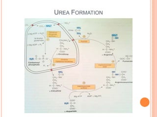 UREA FORMATION
 