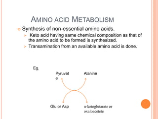 AMINO ACID METABOLISM
 Synthesis of non-essential amino acids.
 Keto acid having same chemical composition as that of
the amino acid to be formed is synthesized.
 Transamination from an available amino acid is done.
Pyruvat
e
Alanine
Glu or Asp α-ketoglutarate or
oxaloacetete
Eg.
 