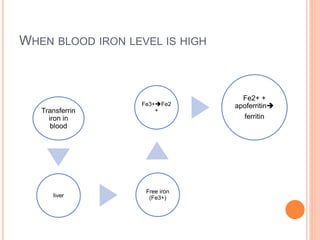 WHEN BLOOD IRON LEVEL IS HIGH
Transferrin
iron in
blood
liver
Free iron
(Fe3+)
Fe3+Fe2
+
Fe2+ +
apoferritin
ferritin
 