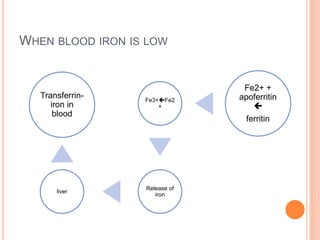 WHEN BLOOD IRON IS LOW
Transferrin-
iron in
blood
liver
Release of
iron
Fe3+Fe2
+
Fe2+ +
apoferritin

ferritin
 