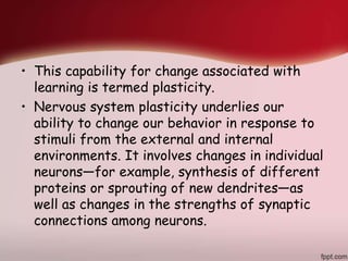 • This capability for change associated with
learning is termed plasticity.
• Nervous system plasticity underlies our
ability to change our behavior in response to
stimuli from the external and internal
environments. It involves changes in individual
neurons—for example, synthesis of different
proteins or sprouting of new dendrites—as
well as changes in the strengths of synaptic
connections among neurons.
 