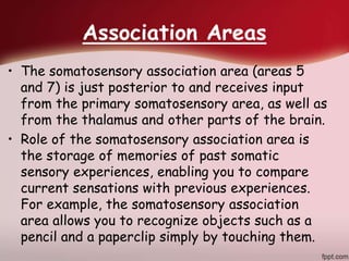 Association Areas
• The somatosensory association area (areas 5
and 7) is just posterior to and receives input
from the primary somatosensory area, as well as
from the thalamus and other parts of the brain.
• Role of the somatosensory association area is
the storage of memories of past somatic
sensory experiences, enabling you to compare
current sensations with previous experiences.
For example, the somatosensory association
area allows you to recognize objects such as a
pencil and a paperclip simply by touching them.
 