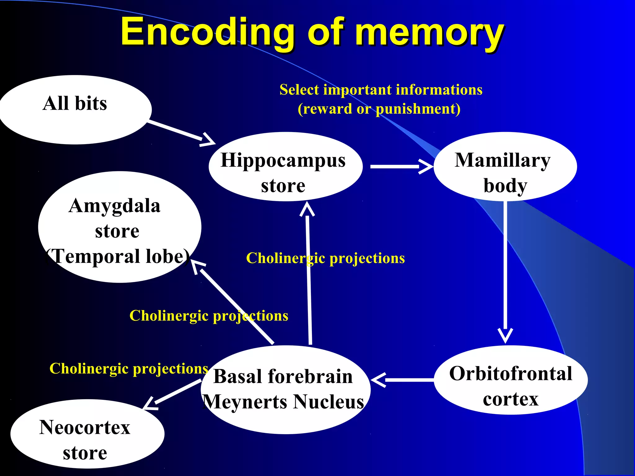Encoding of memoryEncoding of memory
Hippocampus
store
Mamillary
body
Orbitofrontal
cortex
Basal forebrain
Meynerts Nucleus
Amygdala
store
(Temporal lobe)
Neocortex
store
All bits
Select important informations
(reward or punishment)
Cholinergic projections
Cholinergic projections
Cholinergic projections
 