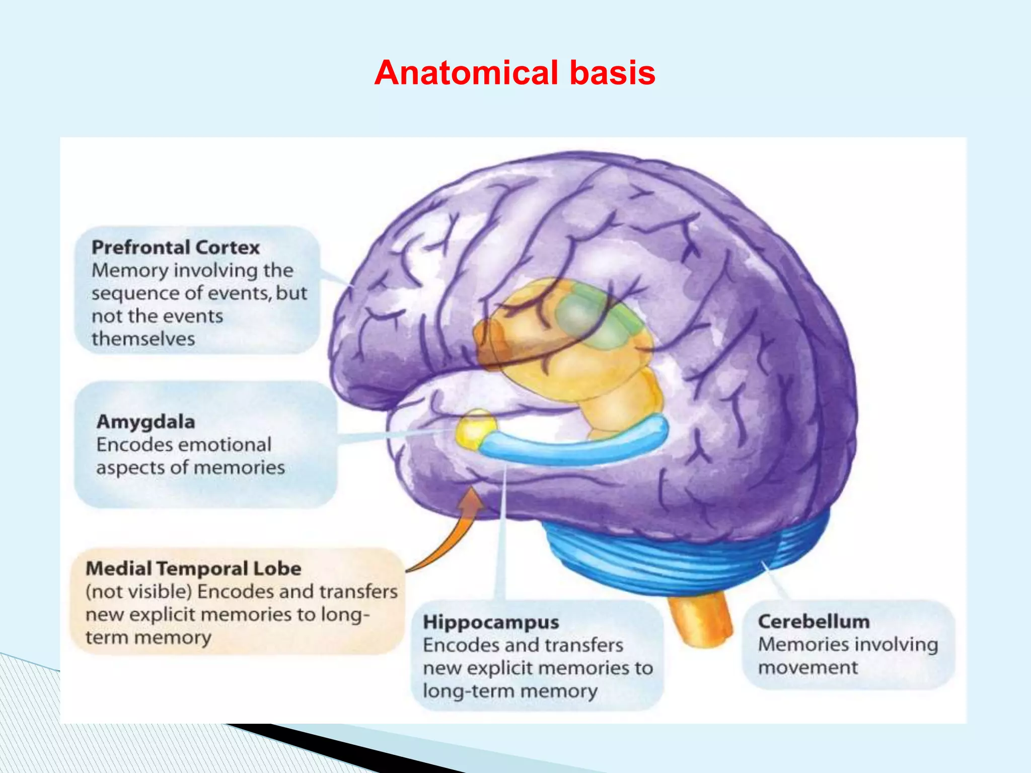 Physiology of memory & learning. | PPTX