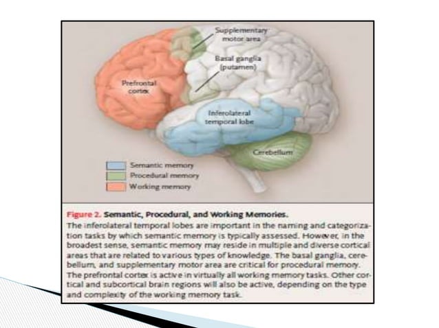 Physiology of memory & learning. | PPT