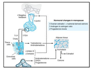 Physiology of Menopause