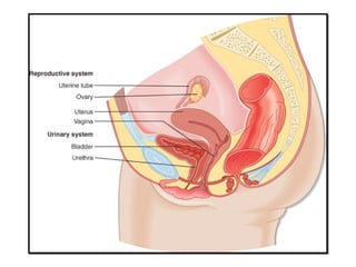 Physiology of Menopause