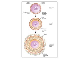 Physiology of Menopause