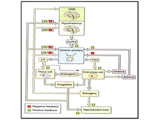 Physiology of Menopause