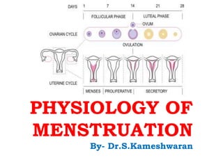 PHYSIOLOGY OF
MENSTRUATION
By- Dr.S.Kameshwaran
 