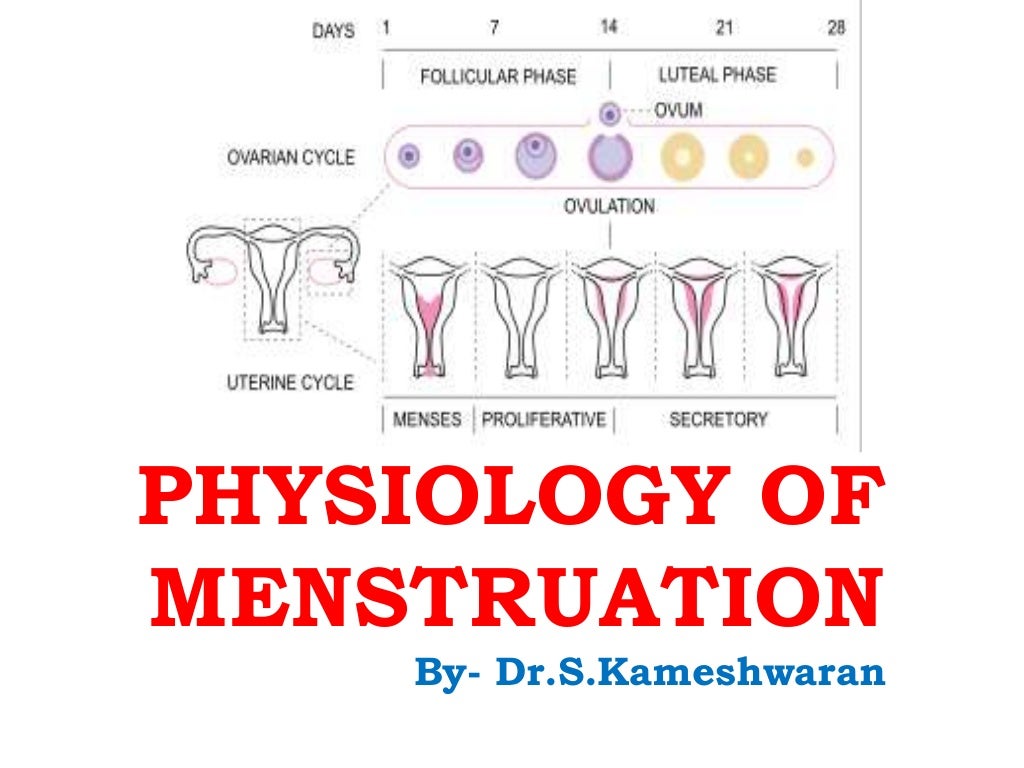 Physiology of menstruation Female Reproductive System B.Pharm & P…