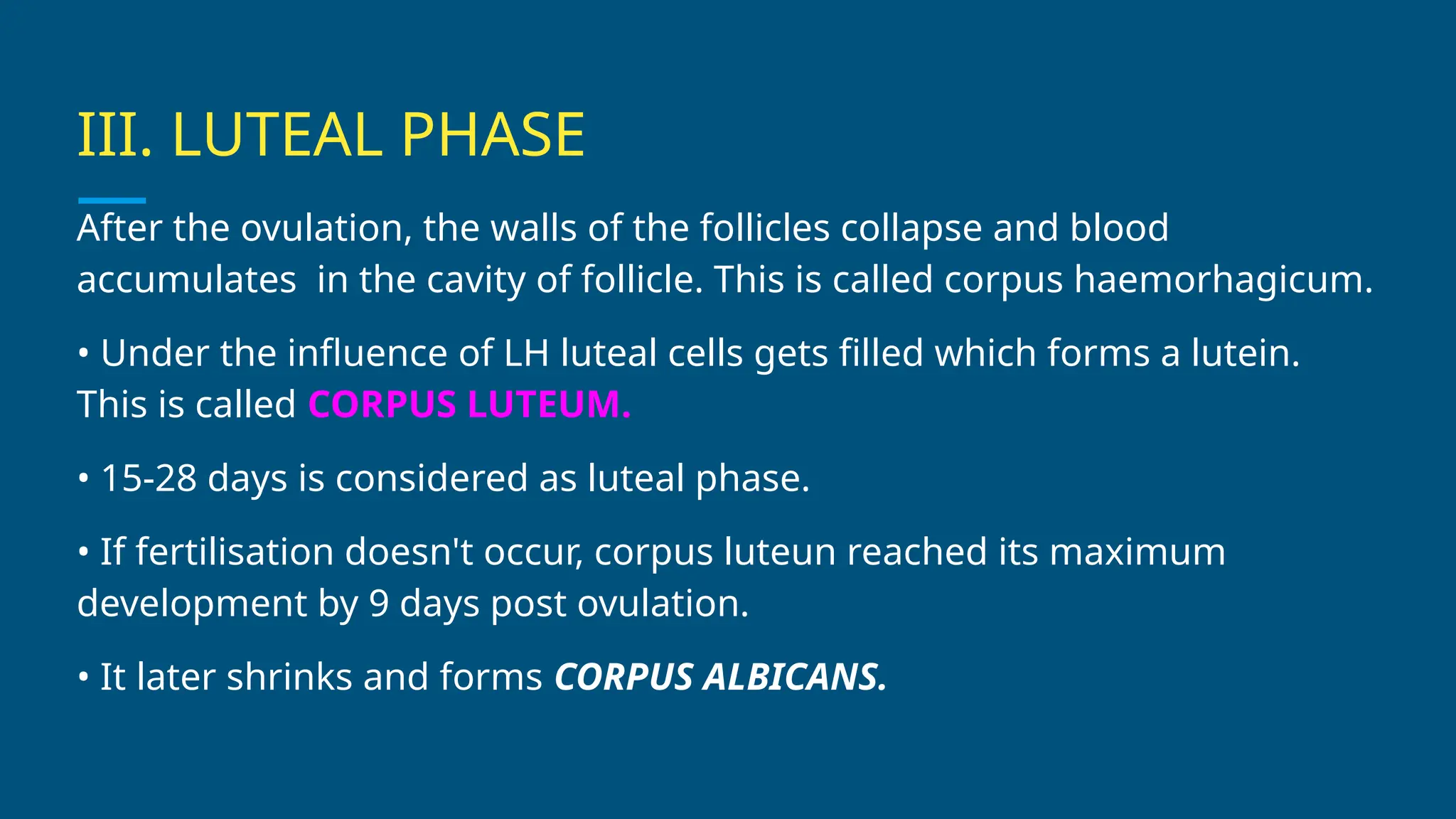 III. LUTEAL PHASE
After the ovulation, the walls of the follicles collapse and blood
accumulates in the cavity of follicle. This is called corpus haemorhagicum.
• Under the influence of LH luteal cells gets filled which forms a lutein.
This is called CORPUS LUTEUM.
• 15-28 days is considered as luteal phase.
• If fertilisation doesn't occur, corpus luteun reached its maximum
development by 9 days post ovulation.
• It later shrinks and forms CORPUS ALBICANS.
 