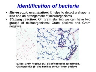 Identification of bacteria
• Microscopic examination: It helps to detect a shape, a
size and an arrangement of microorganisms
• Staining reaction: On gram staining we can have two
groups of microorganisms: Gram positive and Gram
negative.
E. coli, Gram negative (A), Staphylococcus epidermidis,
Gram positive (B) and Bacillus cereus, Gram positive
 