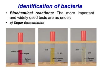 Identification of bacteria
• Biochemical reactions: The more important
and widely used tests are as under:
• a) Sugar fermentation
 