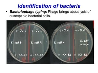 Identification of bacteria
• Bacteriophage typing: Phage brings about lysis of
susceptible bacterial cells.
 