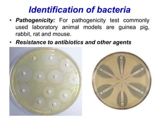 Identification of bacteria
• Pathogenicity: For pathogenicity test commonly
used laboratory animal models are guinea pig,
rabbit, rat and mouse.
• Resistance to antibiotics and other agents
 