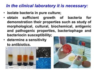 In the clinical laboratory it is necessary:
• isolate bacteria in pure culture;
• obtain sufficient growth of bacteria for
demonstration their properties such as study of
morphological, cultural, biochemical, antigenic
and pathogenic properties, bacteriophage and
bacteriocin susceptibility;
• determine a sensitivity
to antibiotics.
 
