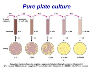 Pure plate culture
 