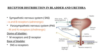 PHYSIOLOGY of micturation.SLIDE PRESENTATION | PPTX