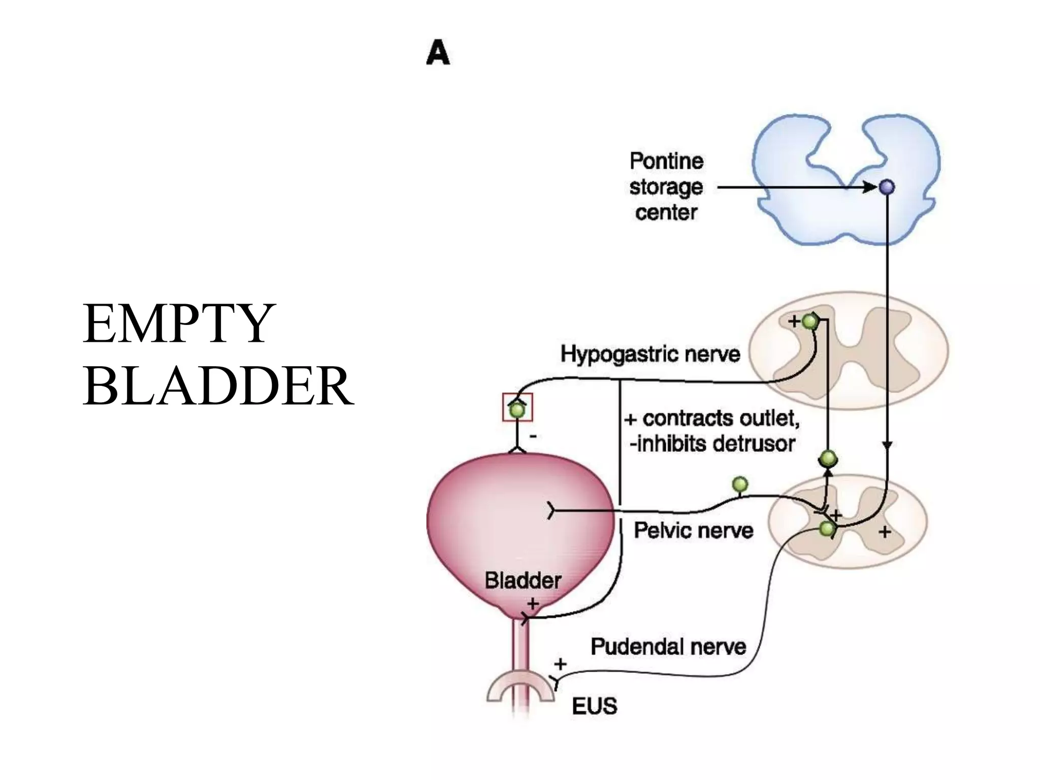 Physiology of micturition | PPTX