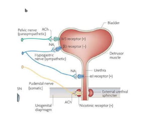 Physiology of micturition | PPTX