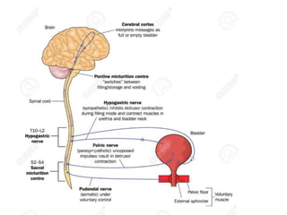 Physiology of micturition | PPTX