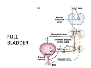 Physiology of micturition | PPTX