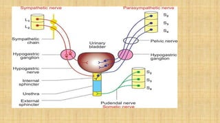 physiology of micturition jjjhnhjjhjjjóoóooooooooooóóóó | PPTX