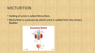 physiology of micturition jjjhnhjjhjjjóoóooooooooooóóóó | PPTX