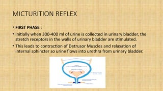 physiology of micturition jjjhnhjjhjjjóoóooooooooooóóóó | PPTX