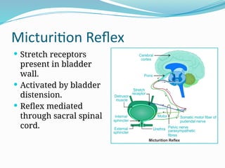Reflex Bladder Physiology of Micturition, Unit 9 Renal System | PPTX