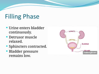 Physiology of Micturition, Unit 9 Renal System | PPTX