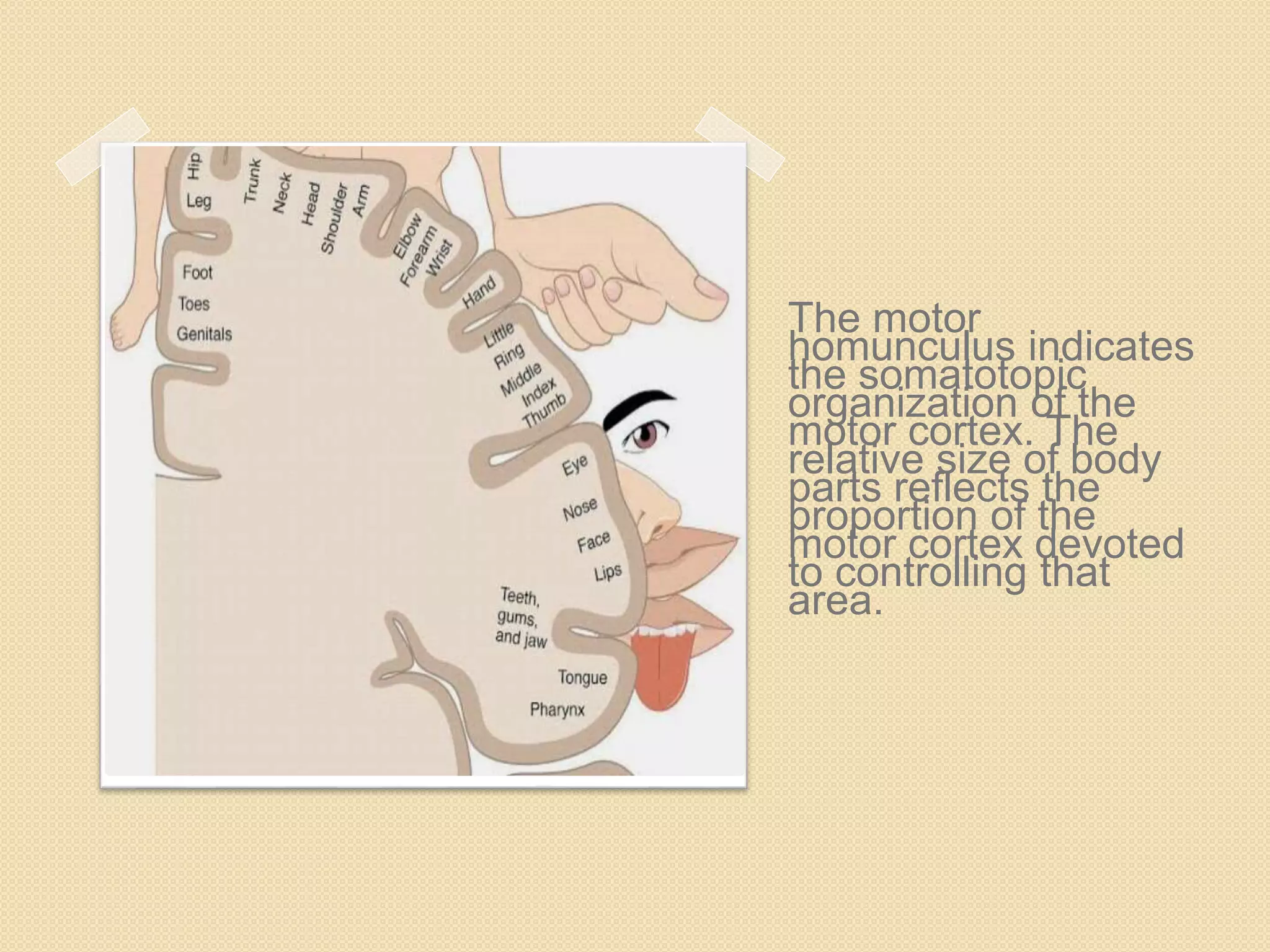 Physiology of movement | PPTX