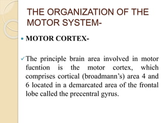 THE ORGANIZATION OF THE
MOTOR SYSTEM-
 MOTOR CORTEX-
The principle brain area involved in motor
fucntion is the motor cortex, which
comprises cortical (broadmann’s) area 4 and
6 located in a demarcated area of the frontal
lobe called the precentral gyrus.
 
