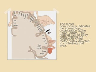 The motor
homunculus indicates
the somatotopic
organization of the
motor cortex. The
relative size of body
parts reflects the
proportion of the
motor cortex devoted
to controlling that
area.
 