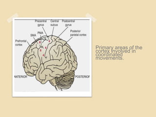 Primary areas of the
cortex involved in
coordinated
movements.
 