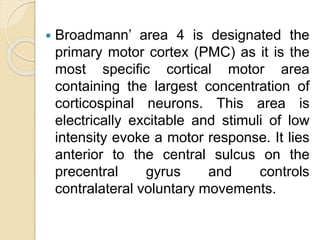  Broadmann’ area 4 is designated the
primary motor cortex (PMC) as it is the
most specific cortical motor area
containing the largest concentration of
corticospinal neurons. This area is
electrically excitable and stimuli of low
intensity evoke a motor response. It lies
anterior to the central sulcus on the
precentral gyrus and controls
contralateral voluntary movements.
 