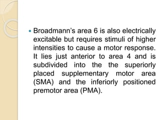  Broadmann’s area 6 is also electrically
excitable but requires stimuli of higher
intensities to cause a motor response.
It lies just anterior to area 4 and is
subdivided into the the superiorly
placed supplementary motor area
(SMA) and the inferiorly positioned
premotor area (PMA).
 