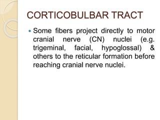 CORTICOBULBAR TRACT
 Some fibers project directly to motor
cranial nerve (CN) nuclei (e.g.
trigeminal, facial, hypoglossal) &
others to the reticular formation before
reaching cranial nerve nuclei.
 