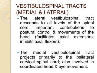 VESTIBULOSPINAL TRACTS
(MEDIAL & LATERAL)
 The lateral vestibulospinal tract
descends to all levels of the spinal
cord; important contributions to
postural control & movements of the
head (facilitates axial extensors;
inhibits axial flexors).
 The medial vestibulospinal tract
projects primarily to the ipsilateral
cervical spinal cord; also involved in
coordinated head & eye movement.
 