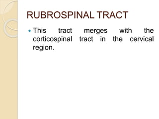 RUBROSPINAL TRACT
 This tract merges with the
corticospinal tract in the cervical
region.
 